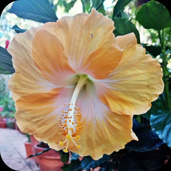 Hib Paradise Beauty 22 Apr 24.jpg