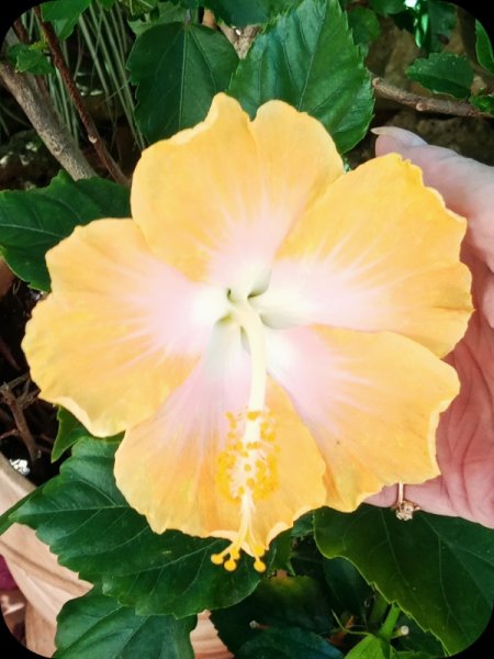 Hib Paradise Beauty2 28 May 24.jpg