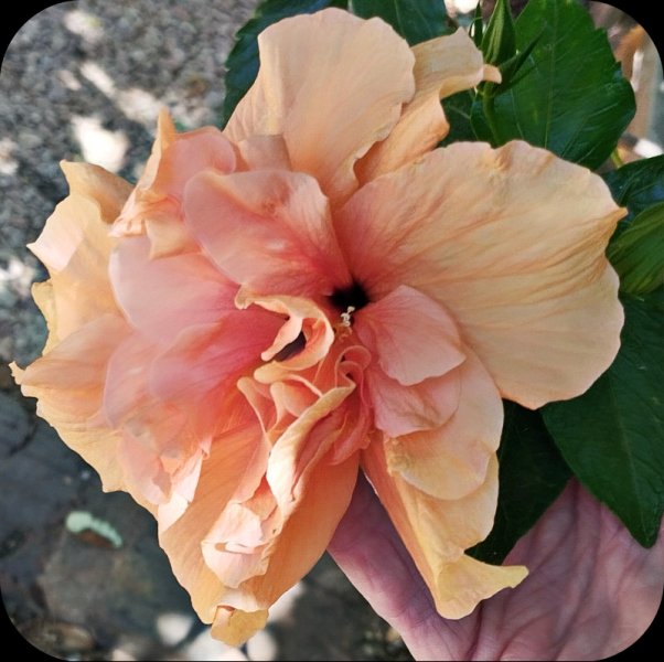 Hib Peach Double 13Jul 25.jpg