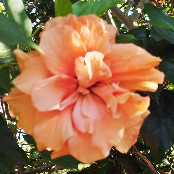 Hib Peach Double1 30 Sep 25.jpg