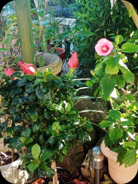 Hib Pink 22 Jan 24.jpg