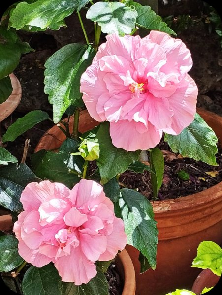 Hib Pink Fantasy 4 Jun 25.jpg