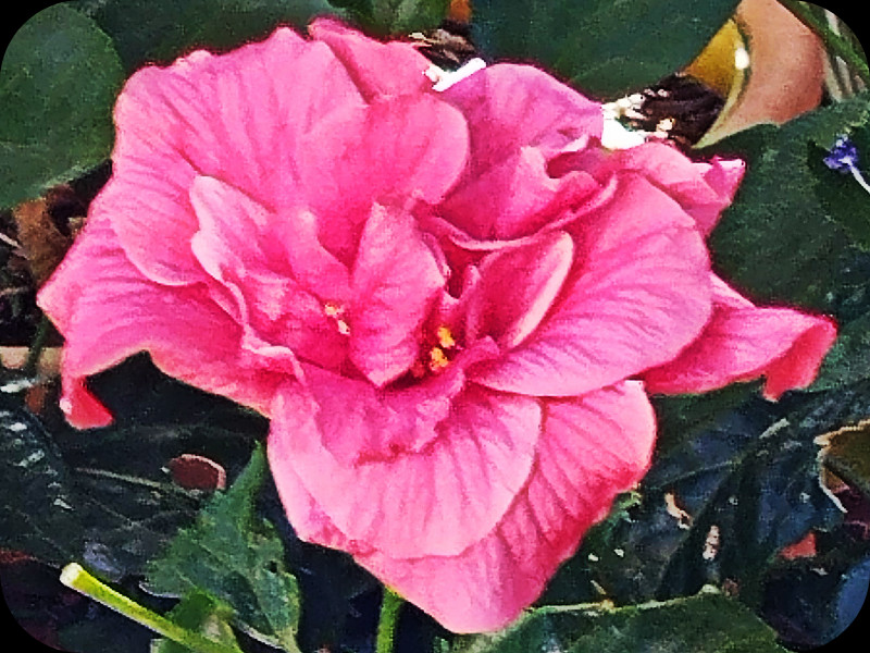 Hib Pink Fantasy 6 Aug 25.jpg