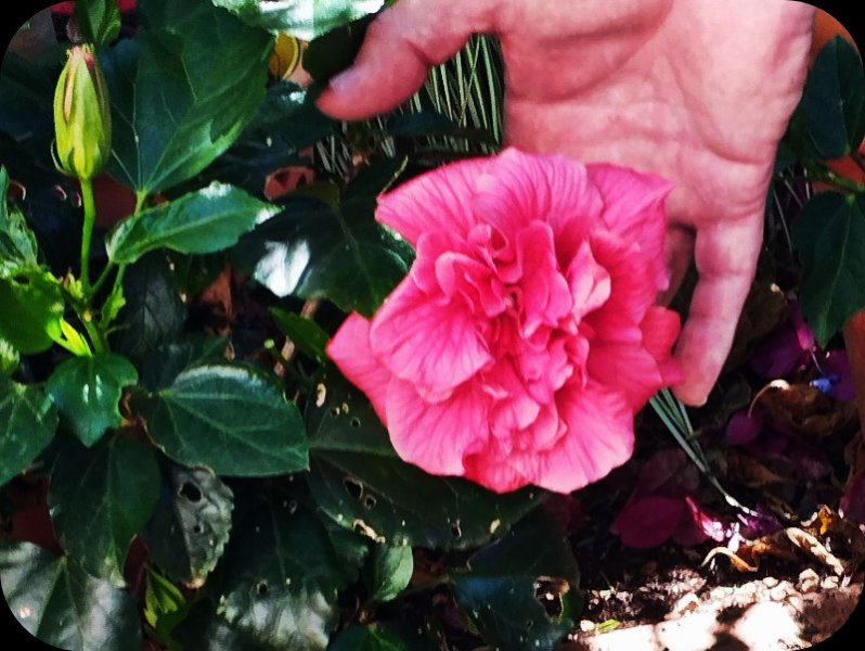 Hib Pink Multi 2 Auh 25.jpg