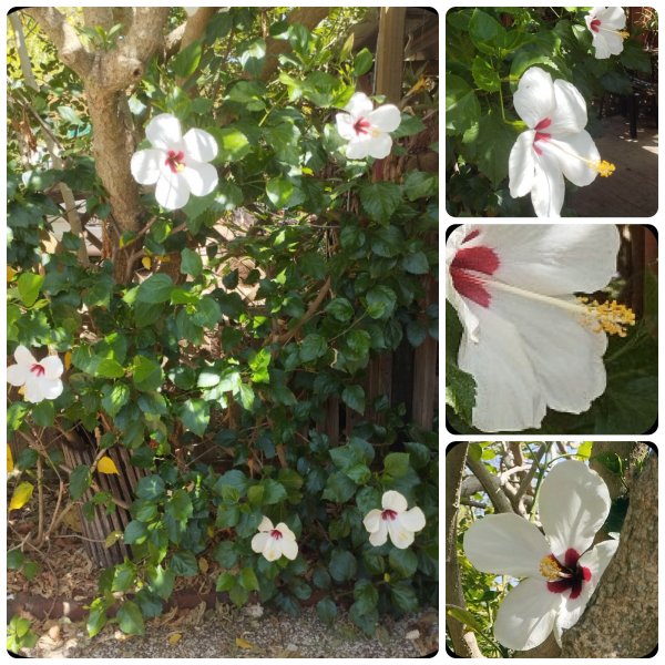 Hib R&W x 4 15 Aug 25.jpg