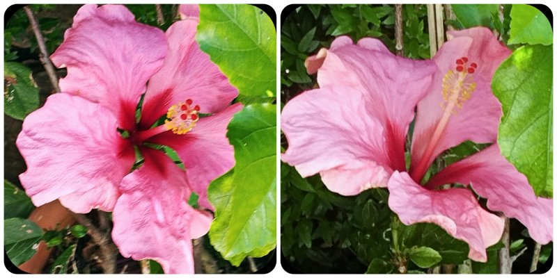 Hib Raspberry x 2 25 May 25.jpg