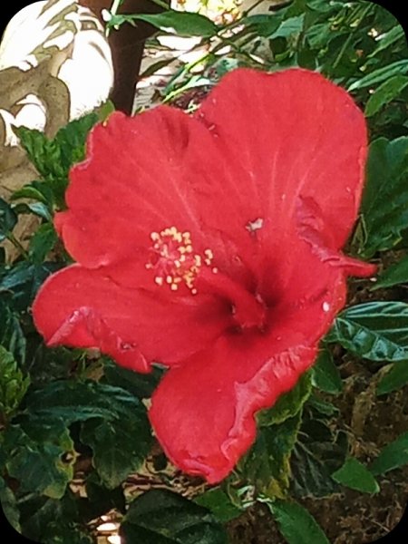 Hib Red 28 May 24.jpg