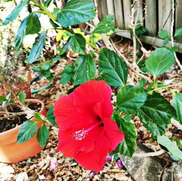 Hib Red 6 Sep 25.jpg