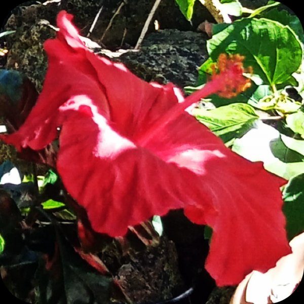 Hib Red comp 13 Nov 23.jpg