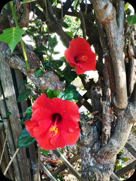 Hib Red in Ground 10 Jul 25.jpg