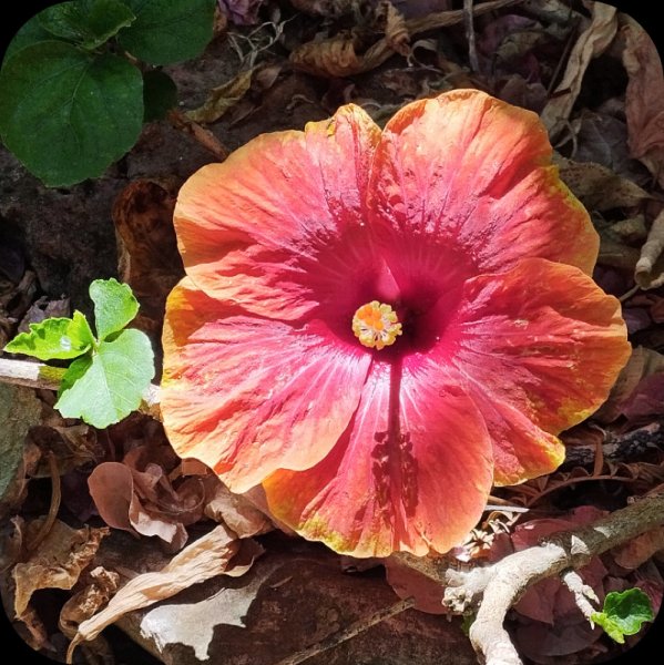 Hib Red Orange 3 Aug 25.jpg