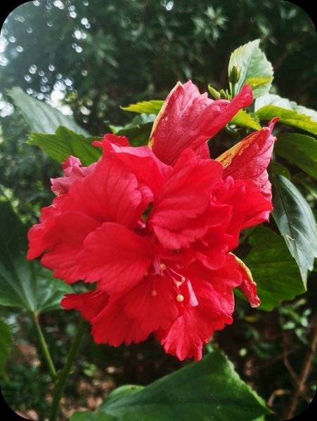 Hib Red Pagoda 9 Dec 25.jpg