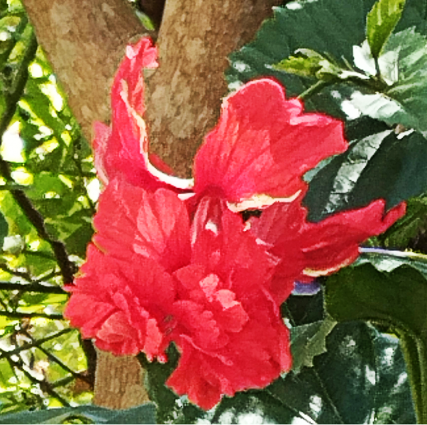 Hib Red -Pagoda2 12 Se 25.png