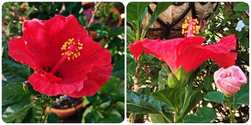 Hib Red Standard 17 Sep 25(1).jpg