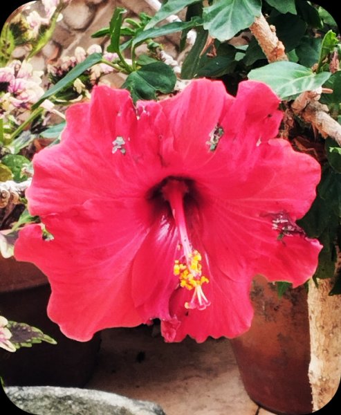 Hib Red Std 23 Oct 25.jpg