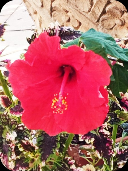 Hib Red Std 6 Oct 25.jpg