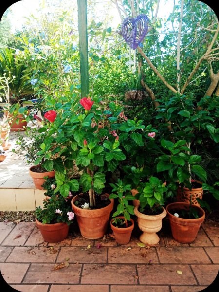 Hib Red1 113 Sep 24.jpg