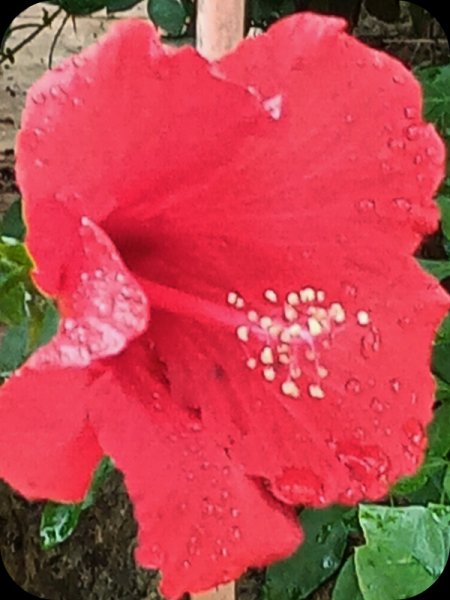 Hib Red1 16 May 24.jpg