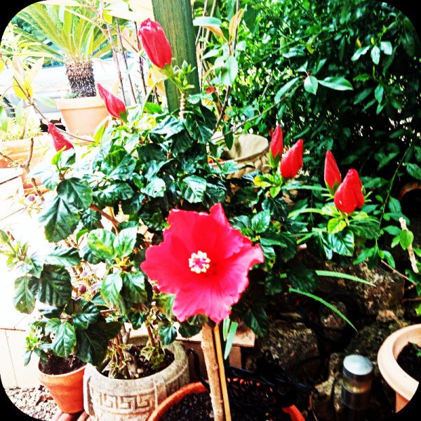 Hib Red1 20 Apr 24(1).jpg