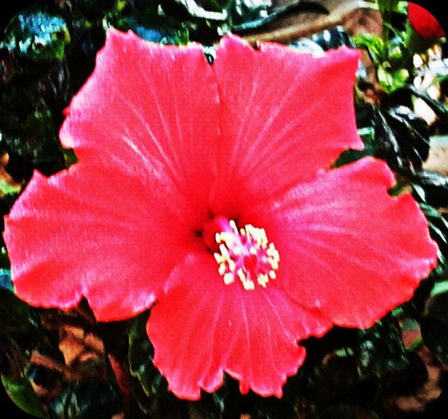 Hib Red1 21 Apr 24(1).jpg