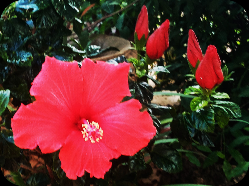 Hib Red1 21 Apr 24.jpg