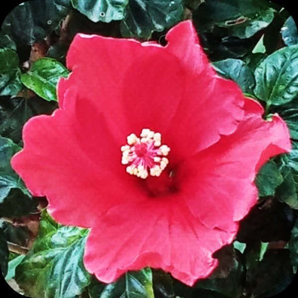 Hib Red2 20 Apr 24.jpg