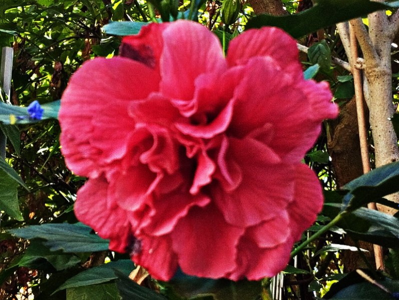 Hib Rose Fantsy 6 Sep 25.jpg