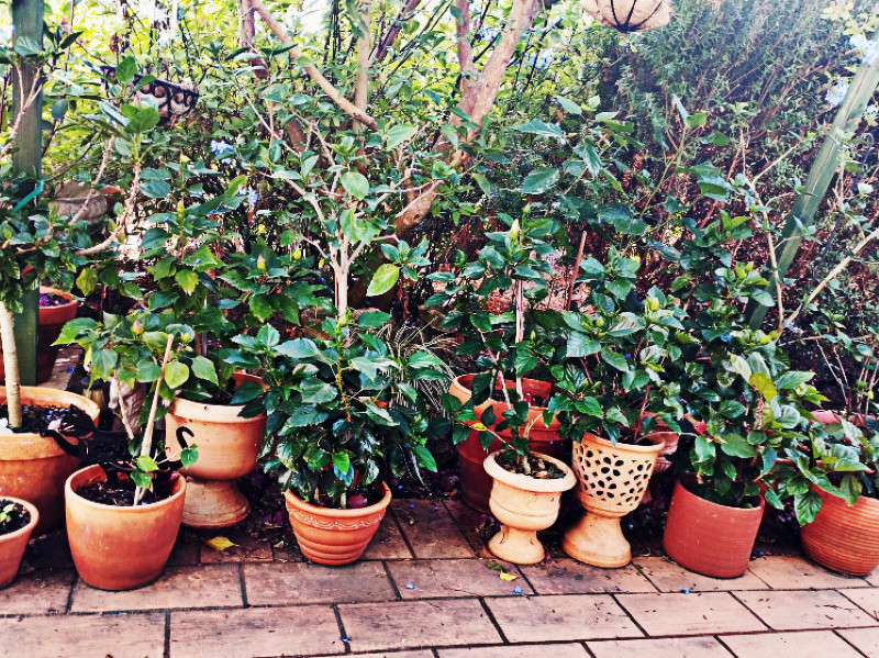 Hib Row 20 Sep 25(1).jpg