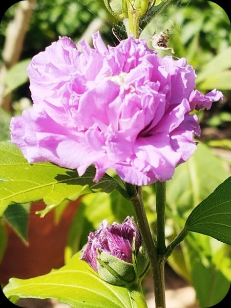 HIb S French Cabarey 5 Jun 25.jpg