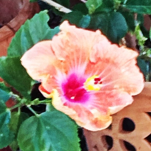 Hib Salmon 1 Oct 25.jpg