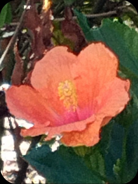 Hib Salmon 2 Aug 25(3).jpg