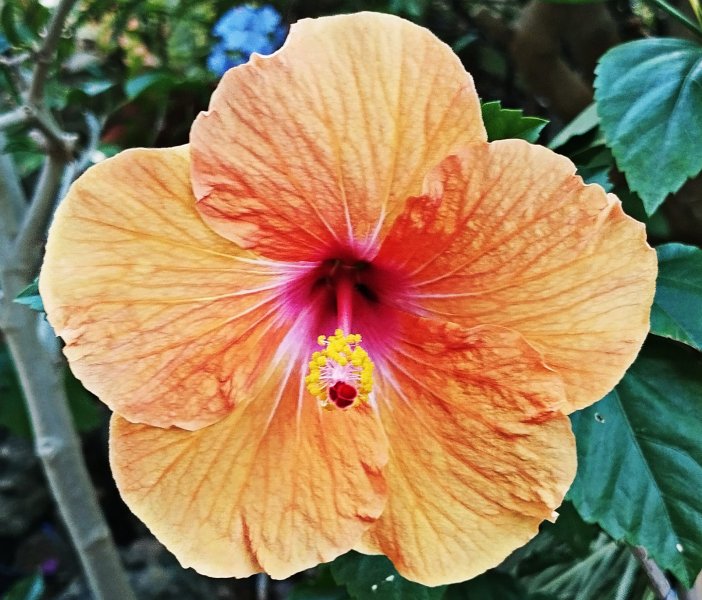 Hib Salmon 21 Sep 25.jpg