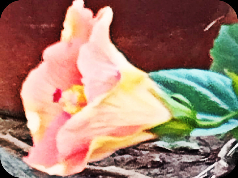 Hib Salmon 6 Oct 25.jpg