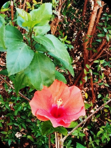 Hib Salmon1 11 Aug _5.jpg