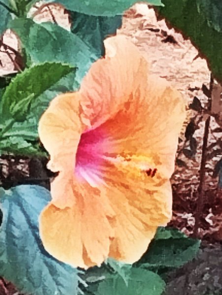 Hib Salmon1 21 Sep 25.jpg