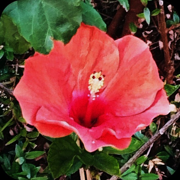 Hib Salmon11 Aug 25.jpg