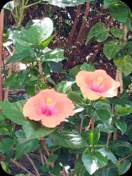 Hib Salmon2 23 Jul 25.jpg