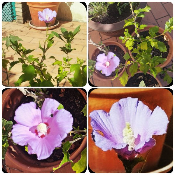 Hib Syr x 4 25 Jul 25.jpg