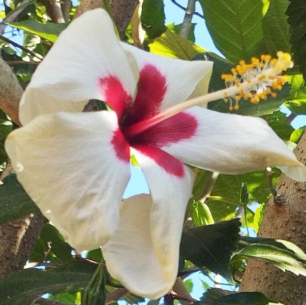 Hib White 30 Sep 25.jpg