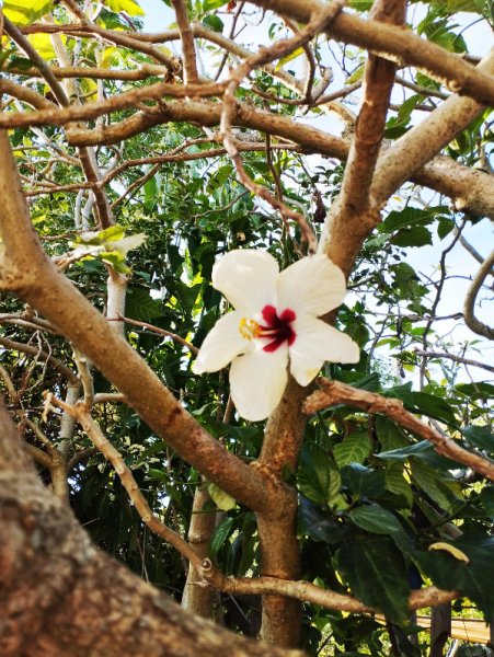 Hib White 6 Sep 25.jpg