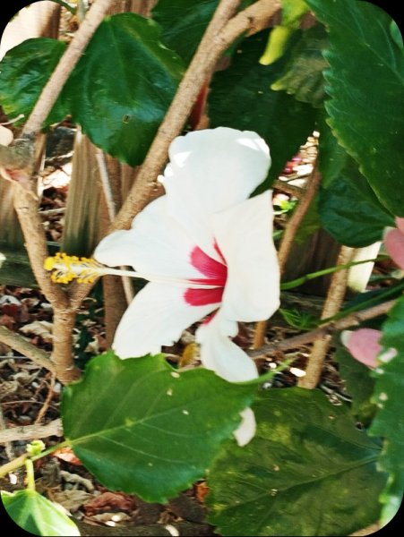 Hib White1 13 Jul 25.jpg