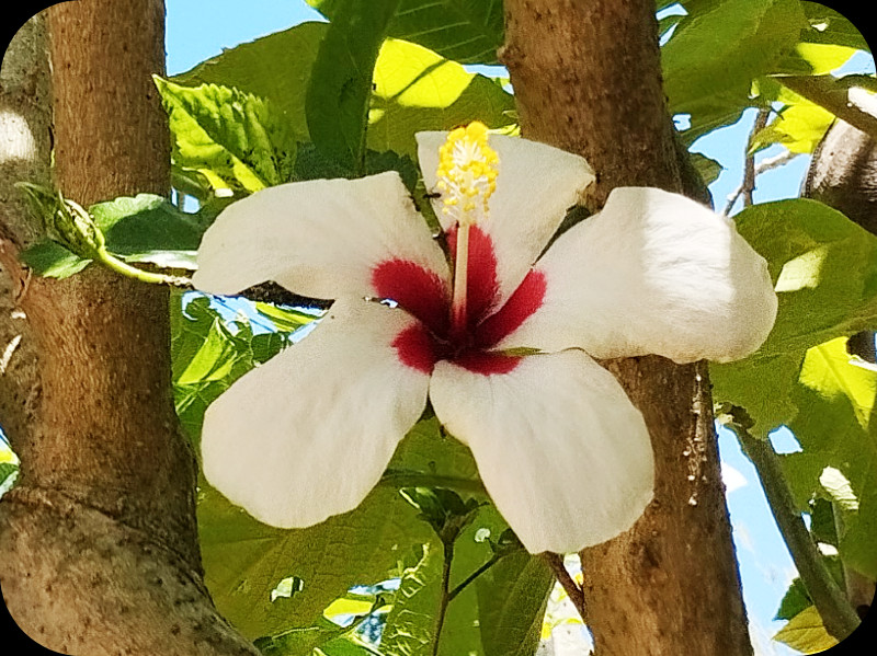 Hib WhiteRed 13 Jul 25.jpg