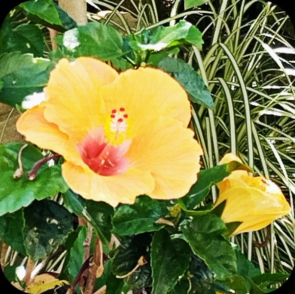 Hib Yelllow 4 Jun 25.jpg