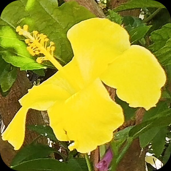 Hib Yellow 27 May 25.jpg