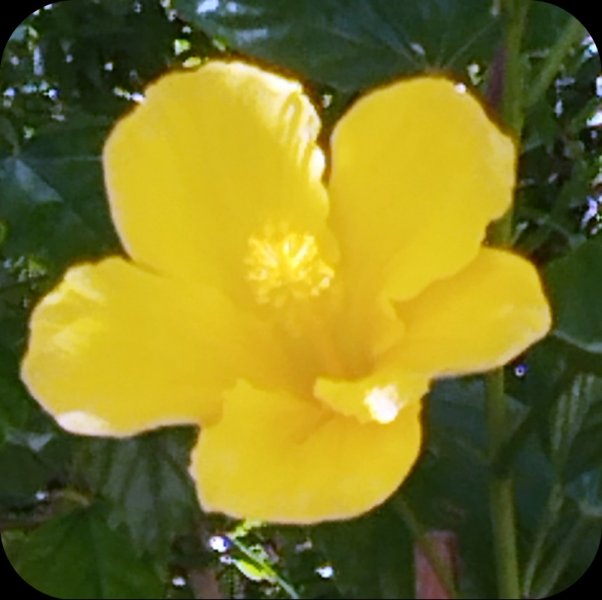 Hib Yellow 6 Jun 25.jpg