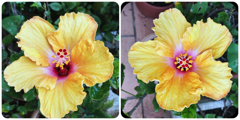 Hib Yellow Orange x 2 22 May 25.jpg