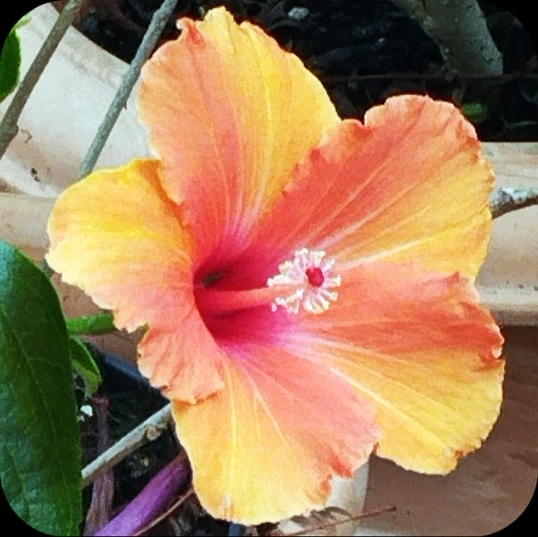 Hib Yellow-Orange2 17 Apr 25.jpg