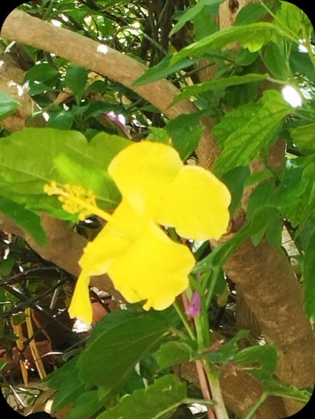 Hib Yellowa 27 May 25(1).jpg