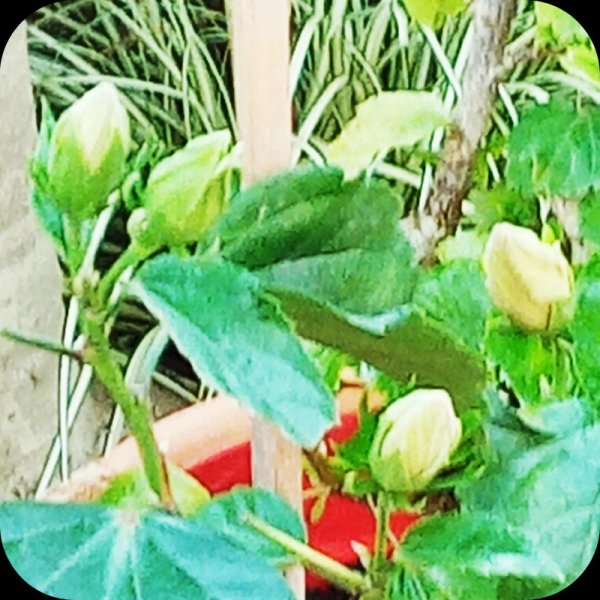 Hib YO Buds 20 Apr 24.jpg