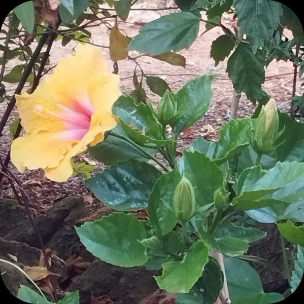 Hib YO2 4 Jul 25.jpg